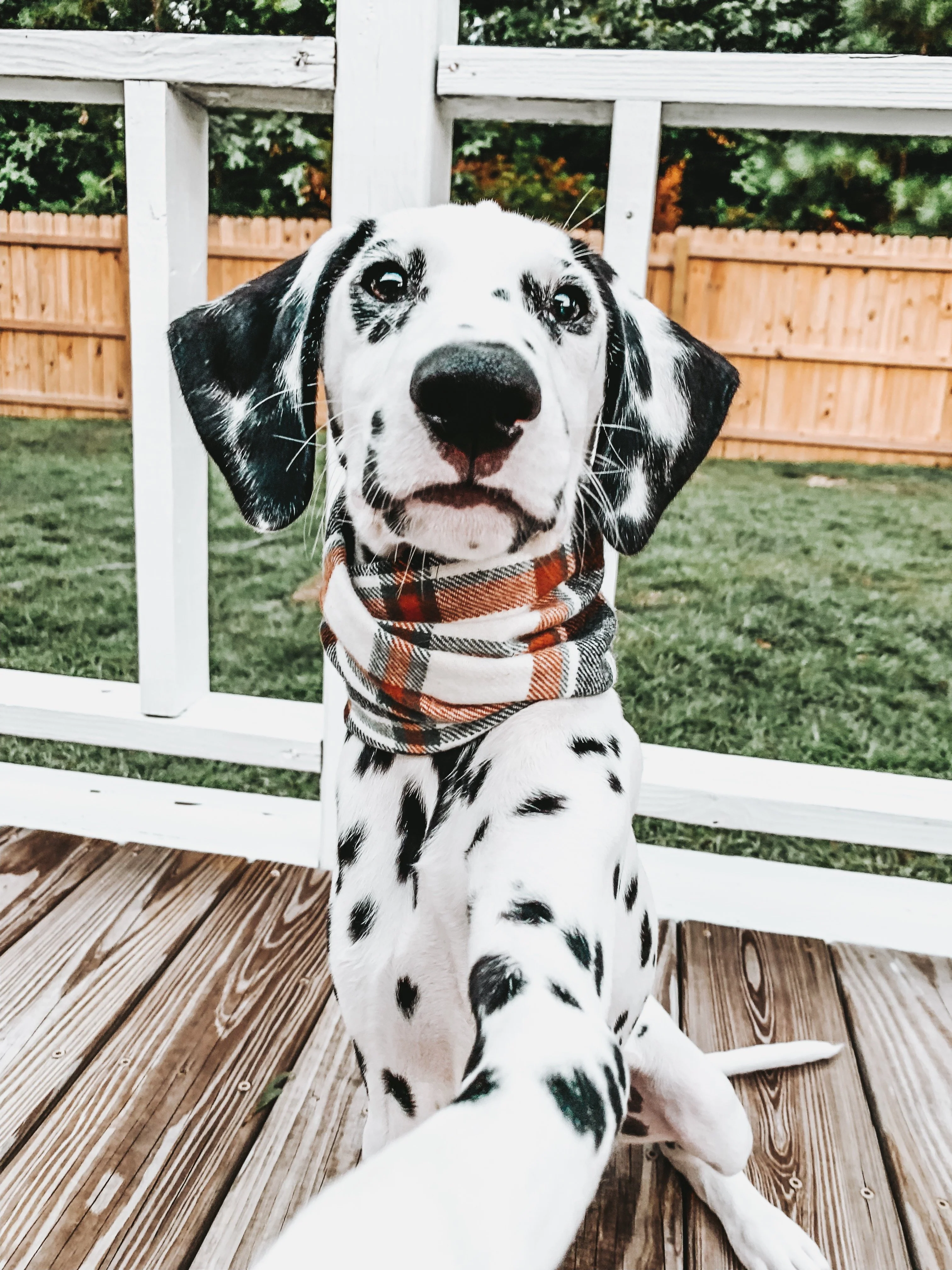 Cuyahoga Scarf - Image 3