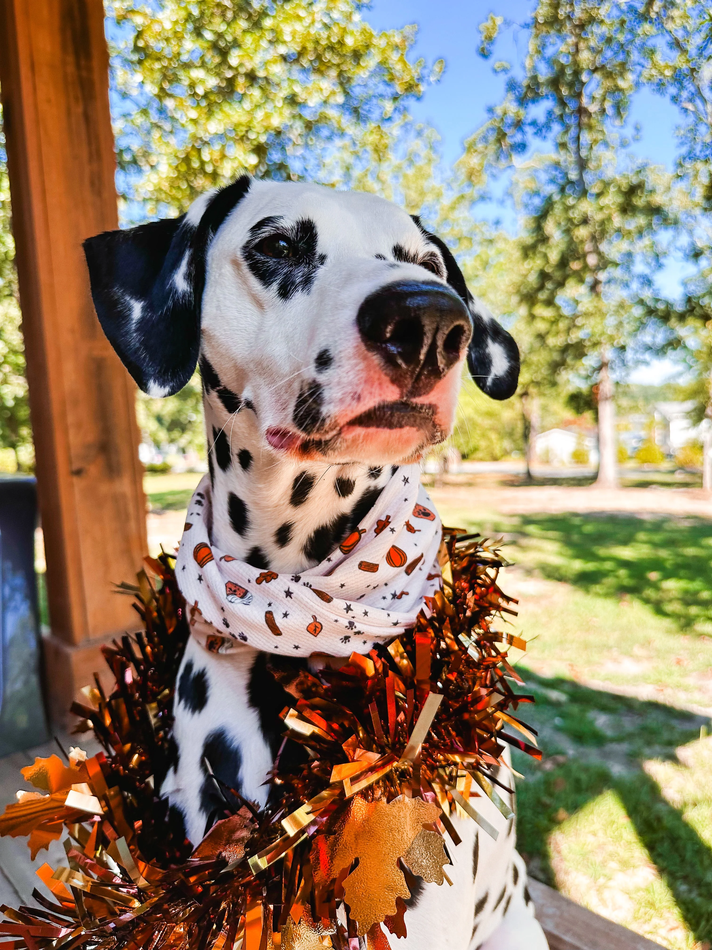 Fall Pup Cups Pet Scarf - Image 3