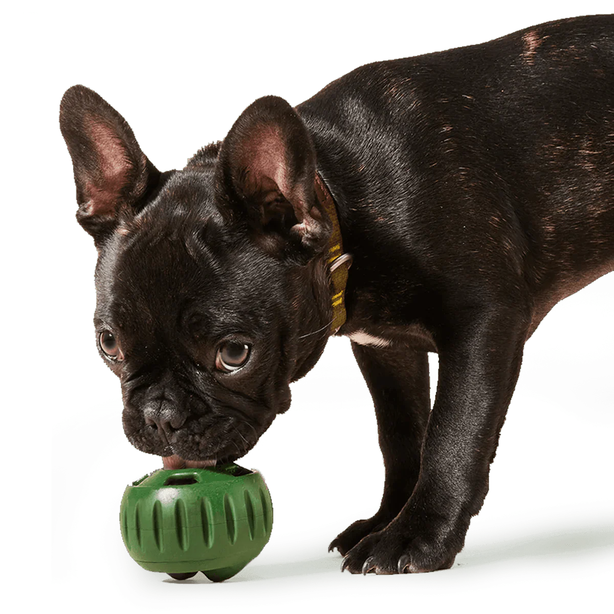 Lavender Pupsicle - Image 7