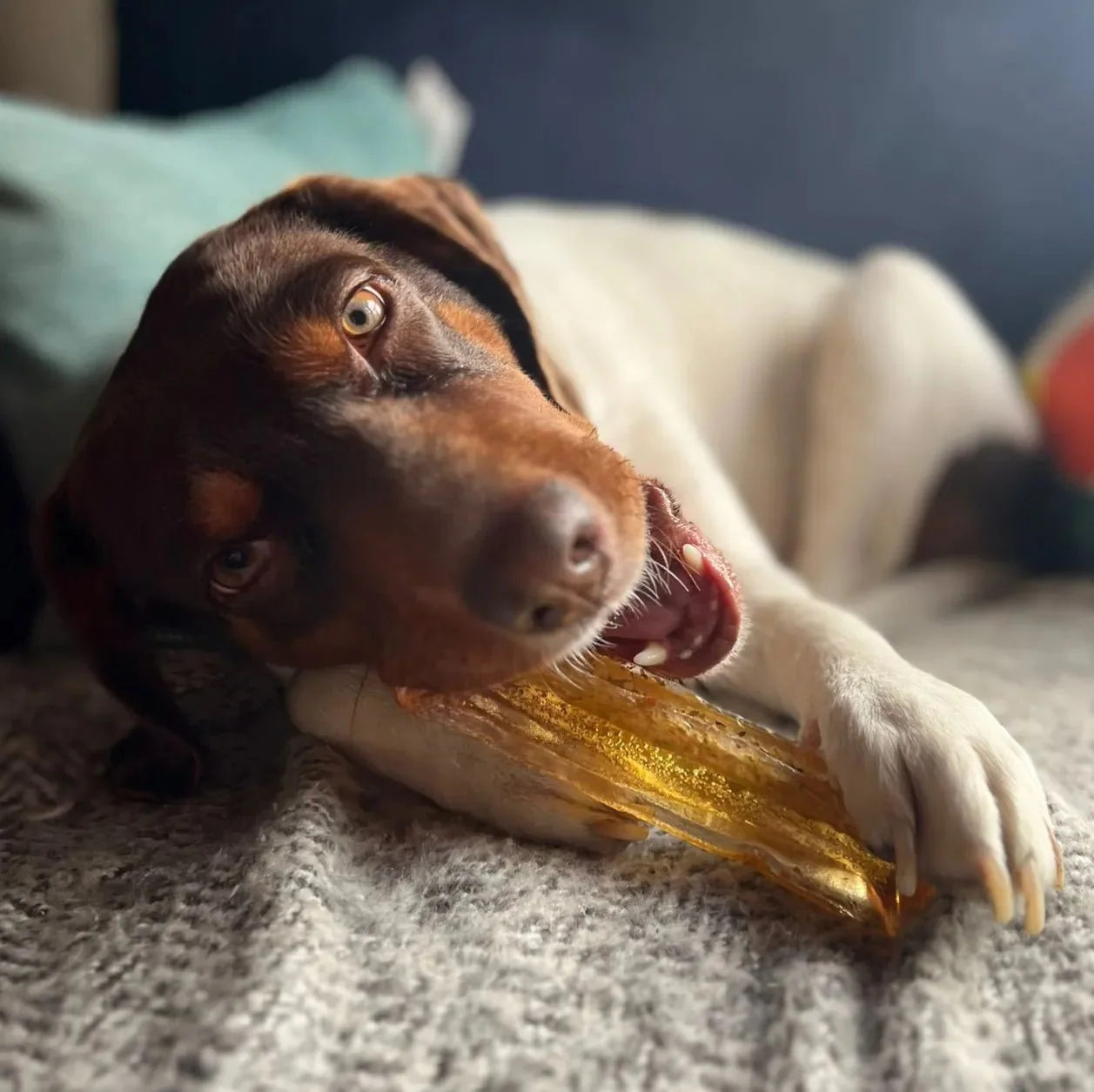 Collagen Pork Parsley Chew - Image 3