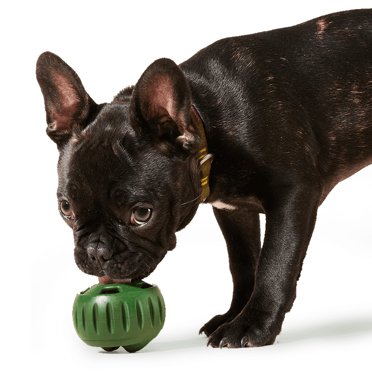 The Original Pupsicle - Image 6