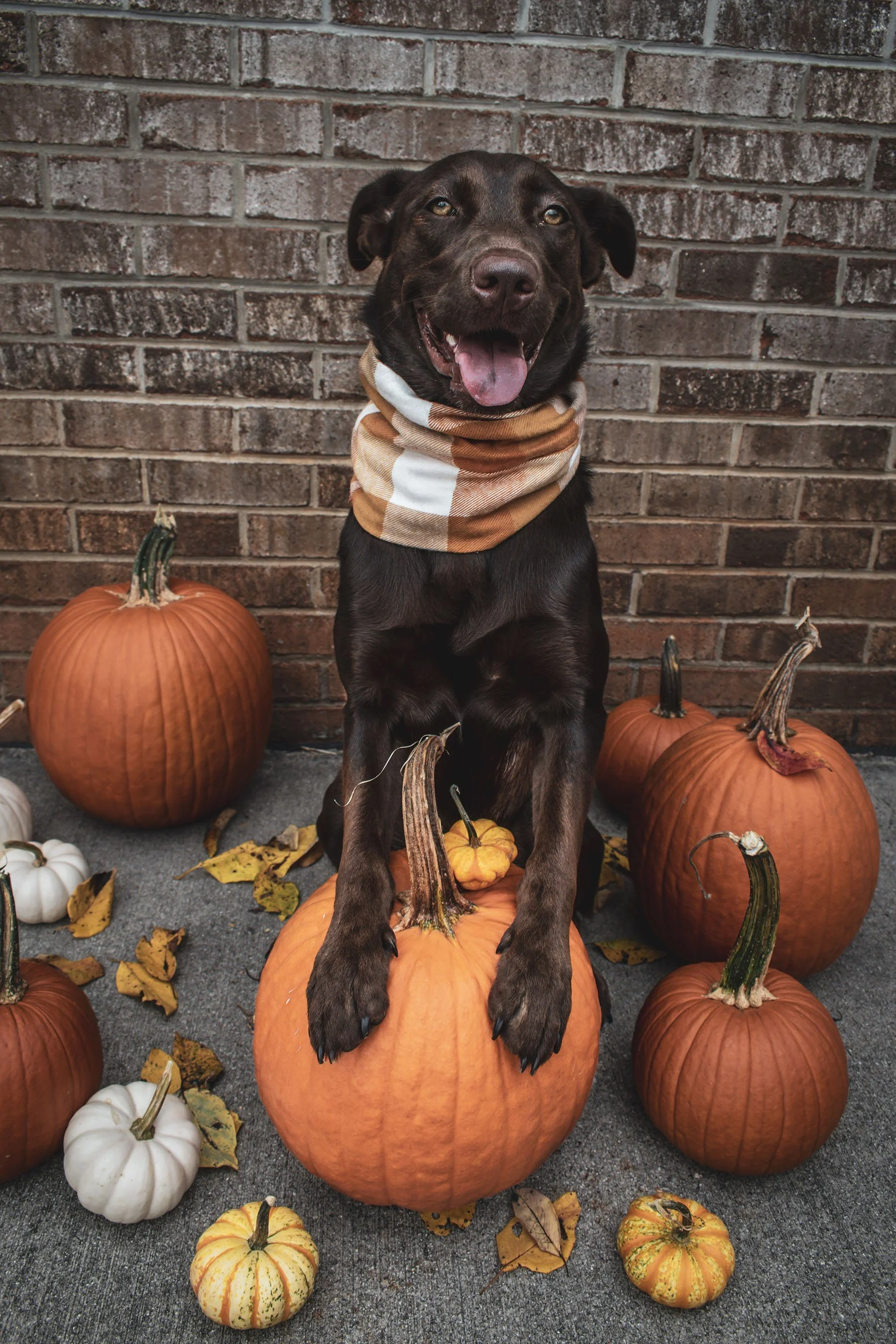 Woodbine Scarf - Image 3